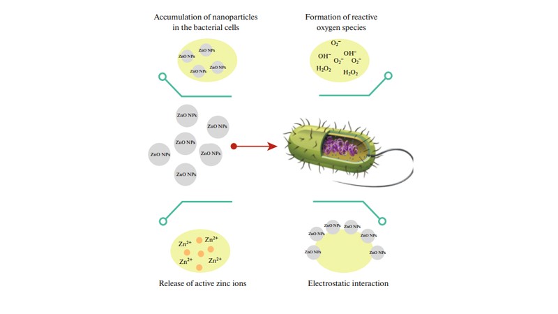 مکانیزم اثر آنتی‌باکتریال نانوذرات ZnO.