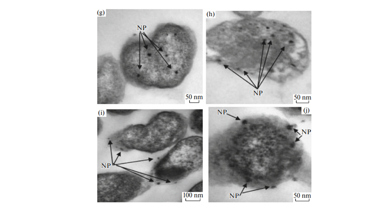 جانشانی نانوذرات ZnO در سلول‌های باکتریایی( 3-10 مولار).