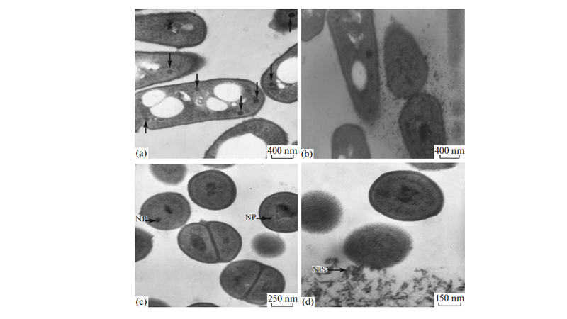 تصاویر TEM از قسمت‌های باریک دیواره باکتری با نانوذرات ZnO جانشانی شده ( 3-10 × 6/1 مولار). (a,b) استرپتوکوکوس آگالاکتیه (c,d) استافیلوکوکوس اورئوس.
