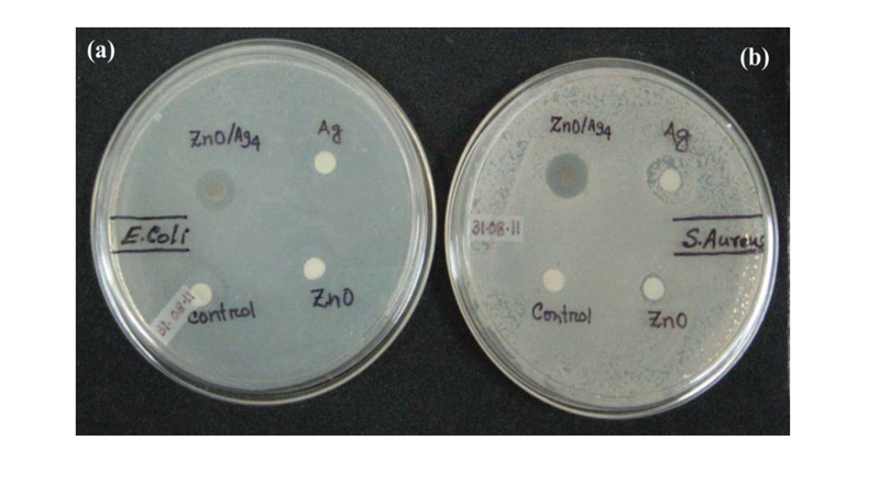منطقه شفاف در برابر رشد باکتری‌های (a) اشریشیاکلی و (b) استافیلوکوکوس اورئوس در نمونه نانوهیبرید ZnO-Ag تشکیل شده است.
