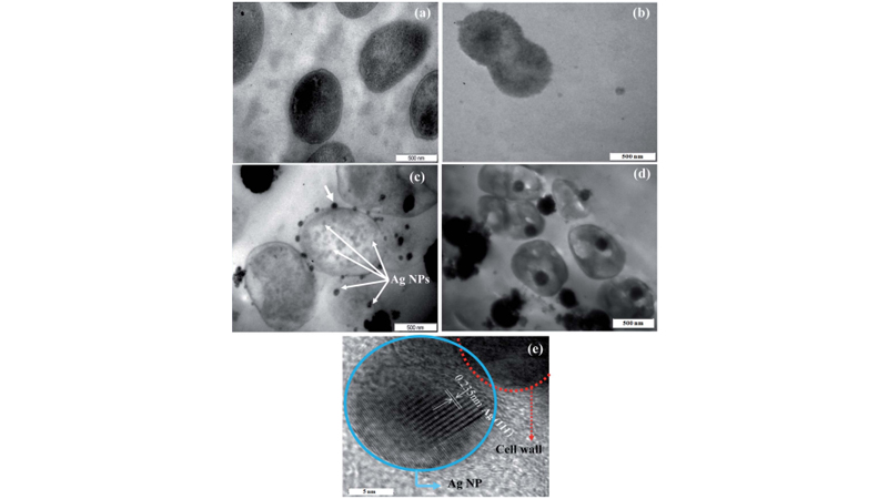 تصاویر TEM: (a) و (b) به‌ترتیب باکتری‌های اشریشیاکلی و استافیلوکوکوس اورئوس سالم. تصاویر TEM با مقطع نازک که اثر نانوهیبرید ZnO-Ag را به‌ترتیب بر روی  (cاشریشیاکلی و و d) استافیلوکوکوس اورئوس نشان می‌دهد. (e) تصویر HRTEM گرفته‌شده بر روی یک نانوذره نقره متصل به دیواره سلولی اشریشیاکلی (نشان داده شده توسط فلش در شکل c).