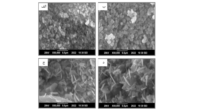 تصاویر SEM نانوذرات ZnO دوپ‌شده با Mg (الف) فاقد دوپنت (ب) 3 درصد Mg (ج) 5 درصد Mg (د) 10 درصد Mg.