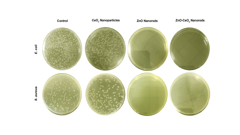 فعالیت آنتی‌باکتریال نمونه‌های شاهد، نانوذرات CeO2، نانومیله‌های ZnO و نانومیله‌های کامپوزیت ZnO-CeO2 در برابر باکتری‌های اشریشیاکلی و استافیلوکوکوس اورئوس.