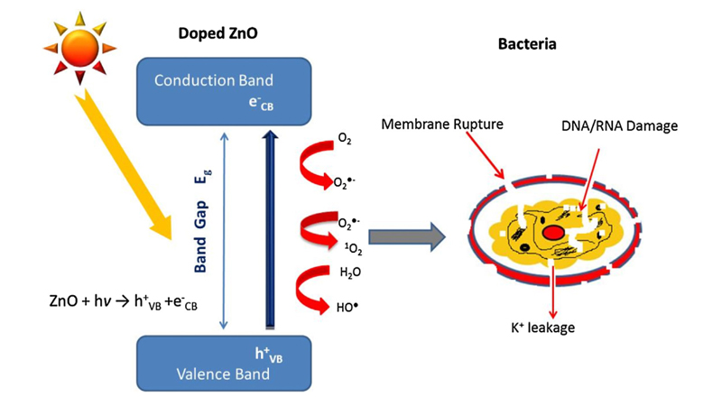 مکانیسم فعالیت آنتی‌باکتریال فتوکاتالیستی ZnO.