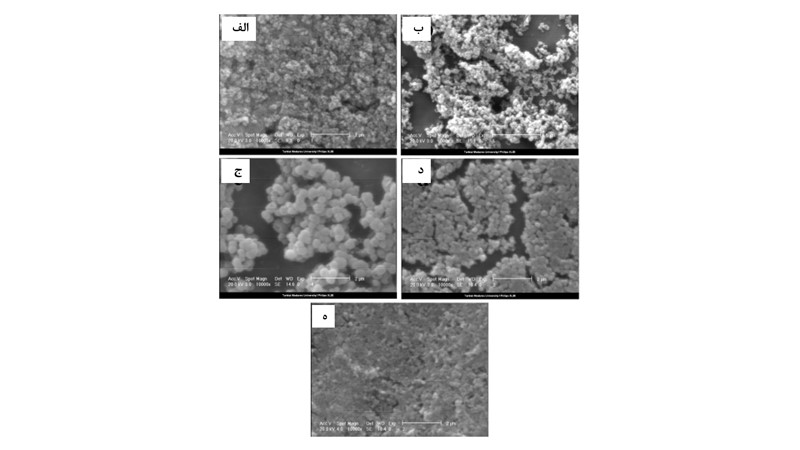 تصاویر SEM نانوذرات پودر آلومینای سنتزشده با گیاهان (الف) میخک (ب) مرزنجوش وحشی (ج) مرزنجوش اروپایی (د) کاکئو تئوبروما (ه) کاسنی.